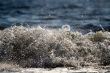 Water splash