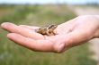 Frog on a palm