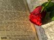 red rose
