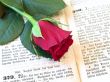 red rose