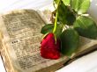 red rose