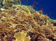 Net fire coral