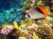 Threadfin butterflyfish