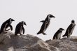 African Penguin (Spheniscus demersus)