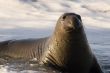 Northern Elephant Seal, Mirounga angustirostris