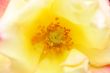 yellow rose