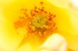 yellow rose