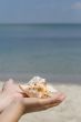 hands with shells