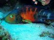Beautiful fish