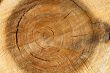 Pile wood