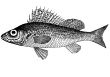 Fish Ruff Acerina cernua latin Illustration