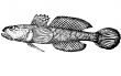 Fish Gobius gumnotrachelus latin Illustration.
