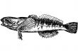 Fish Gobius. Gottus gobio latin Illustration