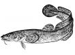 Fish Burbot Lota lota latin Illustration Nalim