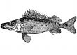 Fish Ruff Acerina acerina latin Illustration