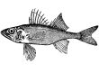 Fish Sopach Illustration.