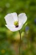 White poppy