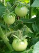 green tomatoes