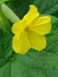 cucumber flower