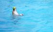 Performing dolphin with ball