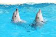 Nice dolphins