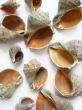 different seashells