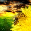 bee