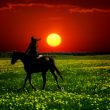 horse rider