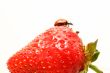 ladybug gourmet