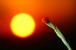 ladybug sunrise