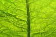 green leaf