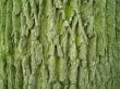 Oak tree bark
