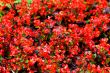 Begonia red