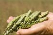 Hands holding wheat
