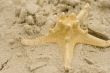 starfish on sand