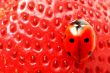 ladybug gourmet