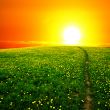 sunrise on dandelion field