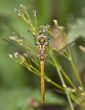 Dragonfly on the flower