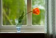 Tulip on window sill