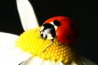 summer ladybug