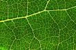 green leaf