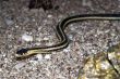 Garter Snake