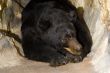 Black Bear