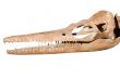 Dinosaur Skull