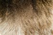 Beaver Pelt