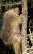 Large Beaver