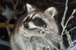 Wild Raccoon