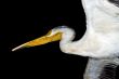 Isolated Pelican