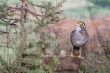 Song Bird