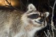 Raccoon